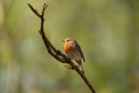 Beautiful European Robin (Erithacus rubecula) singing on branch. Small bird in natural habitat.の写真素材