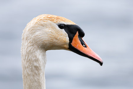 A close up headshot of a mute white swan on the lake in it natural habitatの写真素材