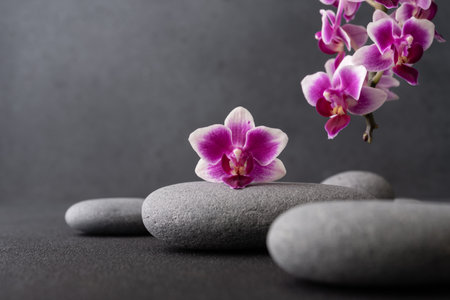 Zen stones and pink orchid flower on dark background with copy space, wellness and harmony, massage, spa and bodycare concept.の写真素材