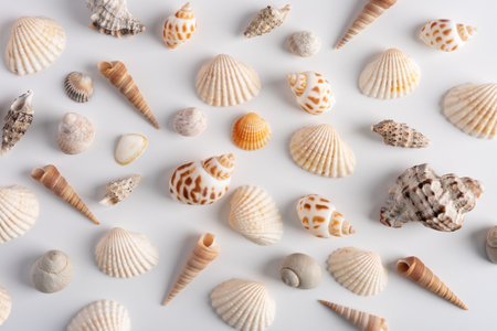 Collection of various sea shells on a white background, top view. Summer concept background.の写真素材