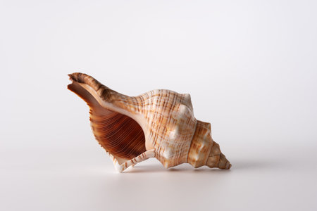 Beautiful sea shell on light grey background, studio shot. Decorative element for summer concept.の写真素材