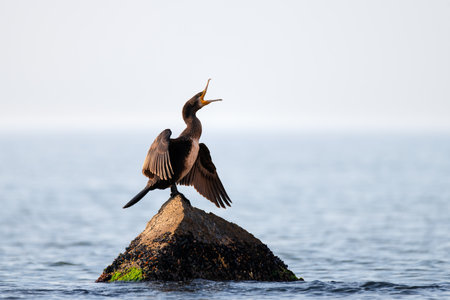 Great cormorant standing on the stone and drying wings on the blue sea background. Wild water bird in the natural habitat.の写真素材