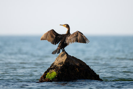 Great cormorant standing on the stone and drying wings on the blue sea background. Wild water bird in the natural habitat.の写真素材