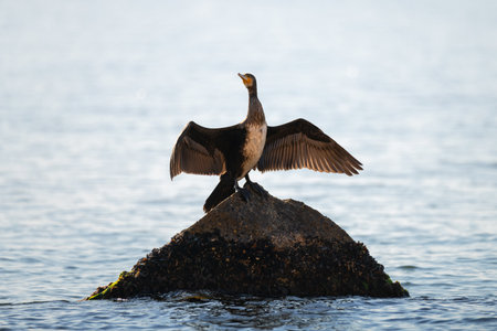 Great cormorant standing on the stone and drying wings on the blue sea background. Wild water bird in the natural habitat.の写真素材