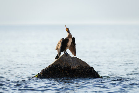 Great cormorant standing on the stone and drying wings on the blue sea background. Wild water bird in the natural habitat.の写真素材