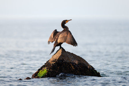 Great cormorant standing on the stone and drying wings on the blue sea background. Wild water bird in the natural habitat.の写真素材