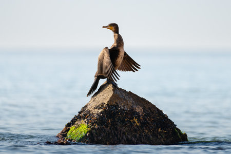 Great cormorant standing on the stone and drying wings on the blue sea background. Wild water bird in the natural habitat.の写真素材