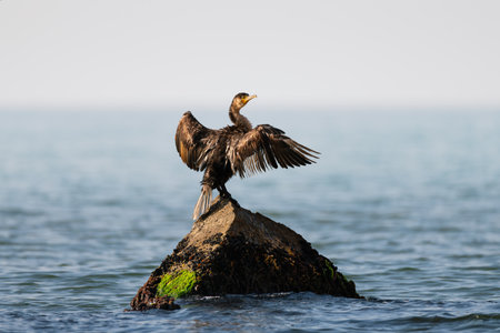 Great cormorant standing on the stone and drying wings on the blue sea background. Wild water bird in the natural habitat.の写真素材