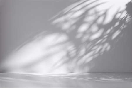 Minimal abstract light gray background for product presentation with soft shadow and light from palm leaves on white wall.の写真素材