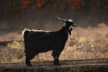 A black goat is standing on a ledge, looking at the camera. The scene is peaceful and serene, with the goat standing alone in a field.の写真素材