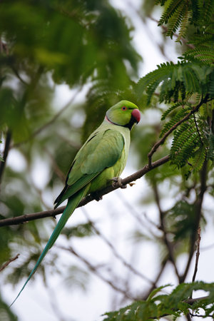 The rose-ringed parakeet (Psittacula krameri), also known as the ring-necked parakeet. Beautiful colourful green parrot perched on a branch.の写真素材
