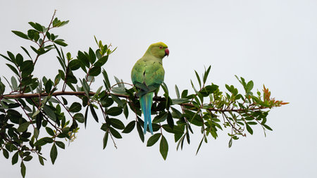 The rose-ringed parakeet (Psittacula krameri), also known as the ring-necked parakeet. Beautiful colourful green parrot perched on a branch.の写真素材