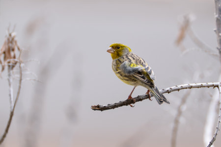 Canary Island Finch or Atlantic Canary (Serinus canaria) is perched on a branch, Tenerife, Spain.