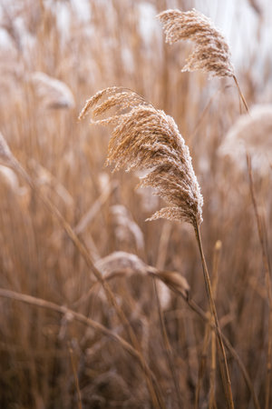 Close-up of a reed covered in snow, capturing the delicate beauty of winter nature. Soft, frozen...