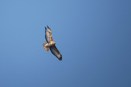 Common buzzard soaring in the blue sky with wings spread wide. Majestic bird of prey in flight,...