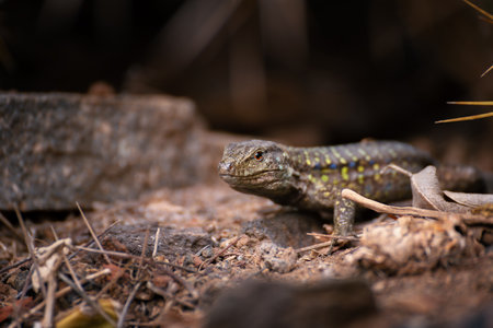 Endemic lizard Gallotia galloti basking on rocky terrain in Tenerife. Native reptile species in natural habitat among sunlit stones and volcanic textures.の写真素材