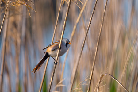 Close-up of a male bearded tit perched on a reed in natural habitat. Detailed view of plumage and distinctive facial markings. Calm wildlife moment in a sunlit marshland setting.の写真素材