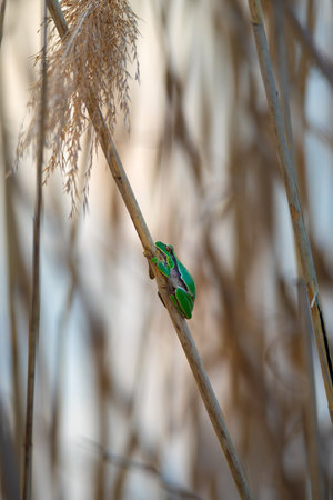 Close-up of a green tree frog clinging to a vertical reed in soft golden light. A calm, serene moment in nature with detailed texture, natural colors, and a shallow depth of field.の写真素材