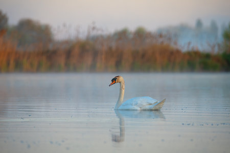 A lone white swan glides peacefully through a misty lake at sunrise. Soft morning light and still water create a serene, ethereal atmosphere with perfect reflection and natural harmony.の写真素材