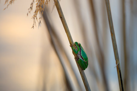 Close-up of a green tree frog clinging to a vertical reed in soft golden light. A calm, serene moment in nature with detailed texture, natural colors, and a shallow depth of field.の写真素材