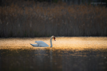 White swan gracefully swimming on a calm lake, its reflection mirrored on the water surface. A serene moment in nature evoking peace, purity, and elegance.の写真素材