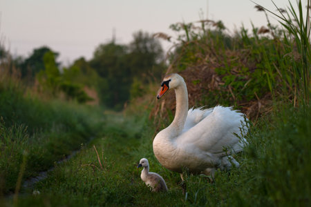 Mute swan with its cygnet resting in the grass. A tender wildlife moment showing parental care, softness, and natural bonding in a green springtime setting.の写真素材