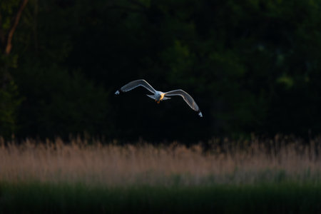 Graceful gull in flight over a calm lake at sunset. Soft golden light illuminates the wings. Peaceful wildlife moment captured in serene natural setting with water, reeds, and dark forest backdrop.の写真素材