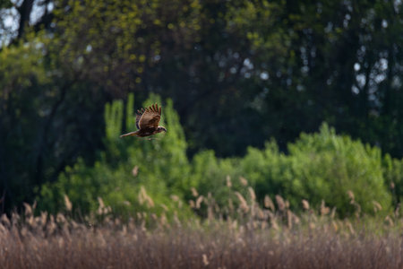 Bird of prey (marsh harrier) in mid-flight above a marsh. Captured in natural light with forest background. Wild nature and elegance in motion.の写真素材