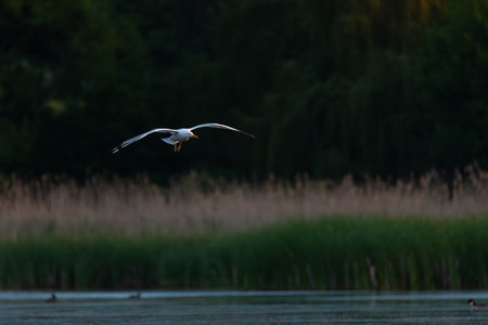 Graceful gull in flight over a calm lake at sunset. Soft golden light illuminates the wings. Peaceful wildlife moment captured in serene natural setting with water, reeds, and dark forest backdrop.の写真素材
