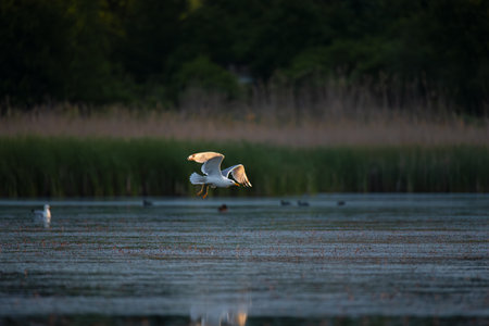 Graceful gull in flight over a calm lake at sunset. Soft golden light illuminates the wings. Peaceful wildlife moment captured in serene natural setting with water, reeds, and dark forest backdrop.の写真素材