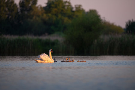 Mute swan with fluffy cygnets swimming peacefully on a calm lake. A tender wildlife moment showing natural parenting, care, and harmony in soft evening light.の写真素材