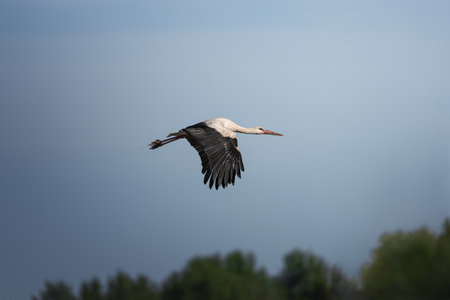 White stork flying in the blue sky with wings spread wide. Elegant wildlife scene capturing the grace and freedom of a migratory bird in motion, symbolizing purity, nature, and travel.の写真素材