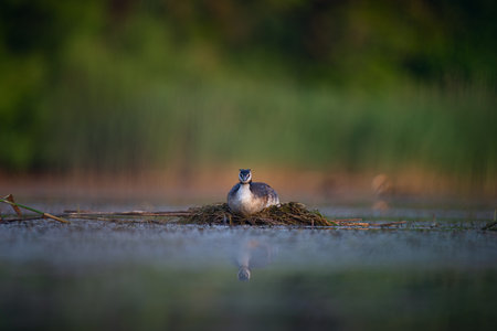 Great crested grebe sitting on its nest in the middle of a calm lake. Reflected in still water, this...