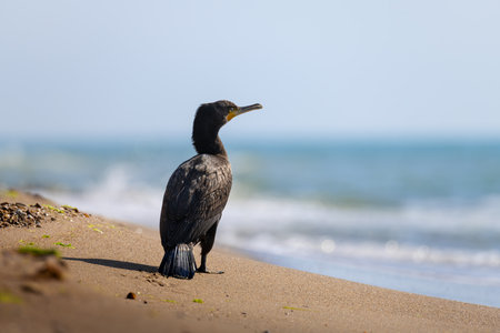 Cormorant bird standing on a sandy beach by the sea, looking into the distance. Wildlife close-up, marine shore habitat. Peaceful coastal nature scene with shallow depth of field.の写真素材