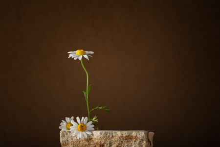 Natural stone podium with chamomile flowers on a warm brown background. Minimalist mockup scene for cosmetic or skincare product presentation, branding, or spa advertisement.の写真素材
