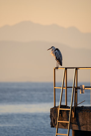 Heron perched above the sea at sunset with soft mountain silhouettes in the background. Calm minimalistic wildlife scene capturing solitude, stillness and natural beauty.の写真素材