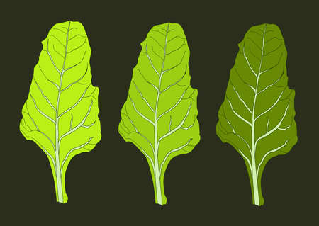 three green lettuce leaves salad art isolated on black