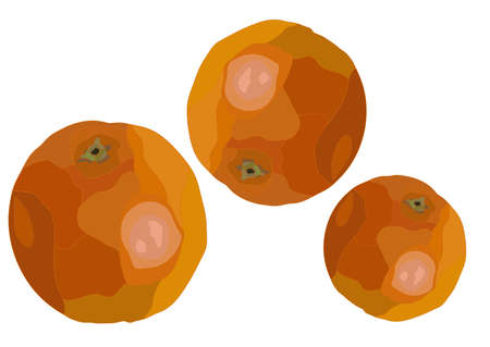 three orange,clementine citrus set. Realistic vector artのイラスト素材