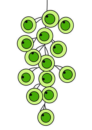 green grapes fruit simple vector isolated on whiteのイラスト素材