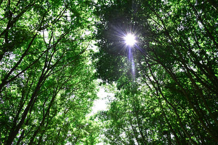 Summer sun shiny rays through canopy of  tall Maple trees. Tree branches with green foliage. Blue sky through green tree leaves.の写真素材