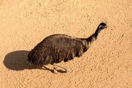 Single Australian Emu bird in a zoo. Symbol of Australiaの写真素材