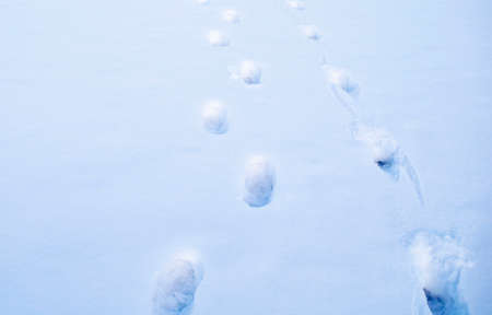 Foot prints of two people on white fresh deep snow background. Top view. Two people foot marks on a...