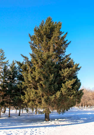 Big beautiful pine tree as foreground of public park in a sunny winter day. Huge old pine in winter time on coniferous trees background. Gigantic Xmas tree.の写真素材