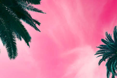 Palm trees green leaves on bright pink background, changing color toneの写真素材