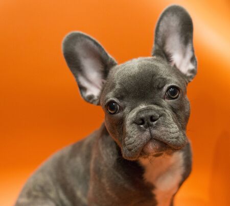 Portrait of a french bulldog puppy sitting on a contrasting bright orange backgroundの写真素材
