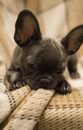 French bulldog puppy lies on a light contrasting background of a checkered blanketの写真素材