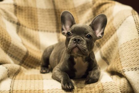 French bulldog puppy looks at the viewer, lying on a neutral, pastel background soft plaid blanketの写真素材