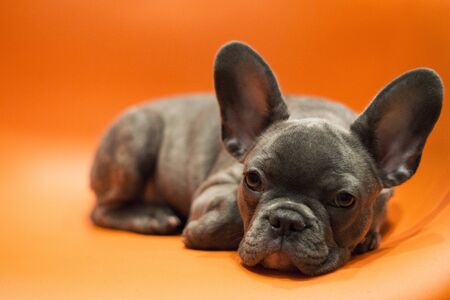 French bulldog puppy lies on a bright contrasting backgroundの写真素材