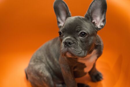 French bulldog puppy sits on a bright contrasting backgroundの写真素材