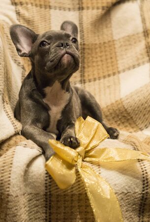 French bulldog puppy lies on a soft plaid blanket with a golden sparkling holiday bowの写真素材